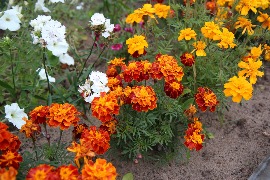 IMG_9022_новый размер.JPG